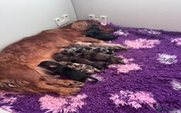 Miniature Dachshund dogs for sale: Miniature long-haired dachshunds - Image 19