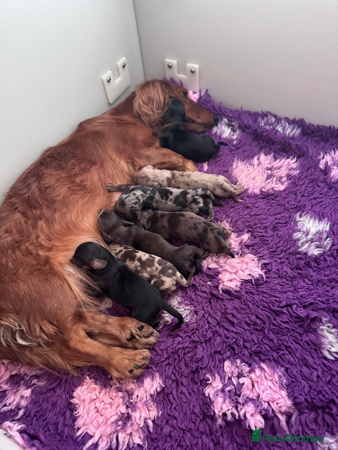 Miniature Dachshund dogs for sale: Miniature long-haired dachshunds - Image 19