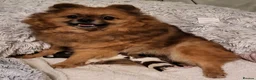 Pomeranian dogs for sale: Pedigree Pomeranian Puppies for sale - Advert 1