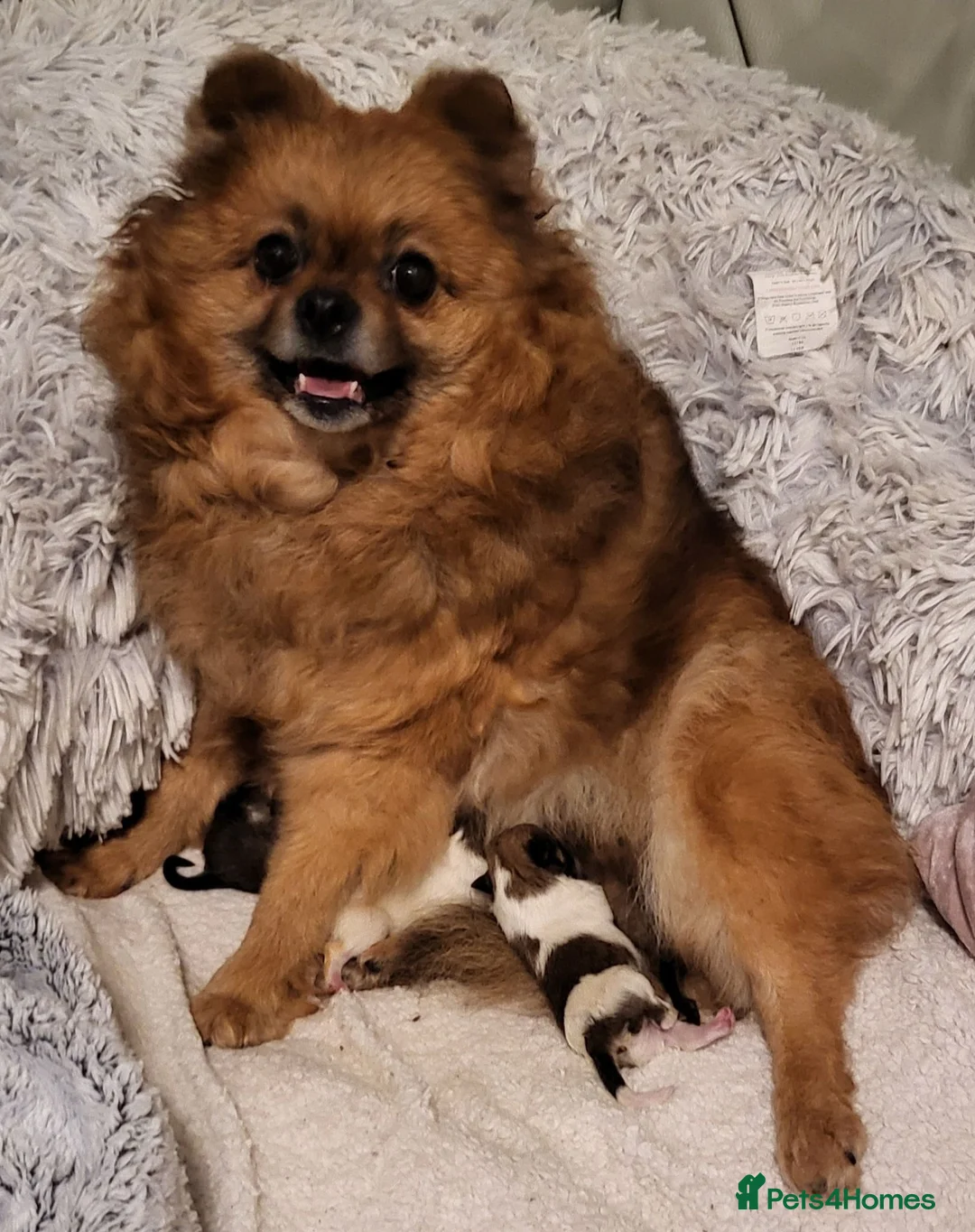 Pomeranian dogs for sale: Pedigree Pomeranian Puppies for sale - Advert 1