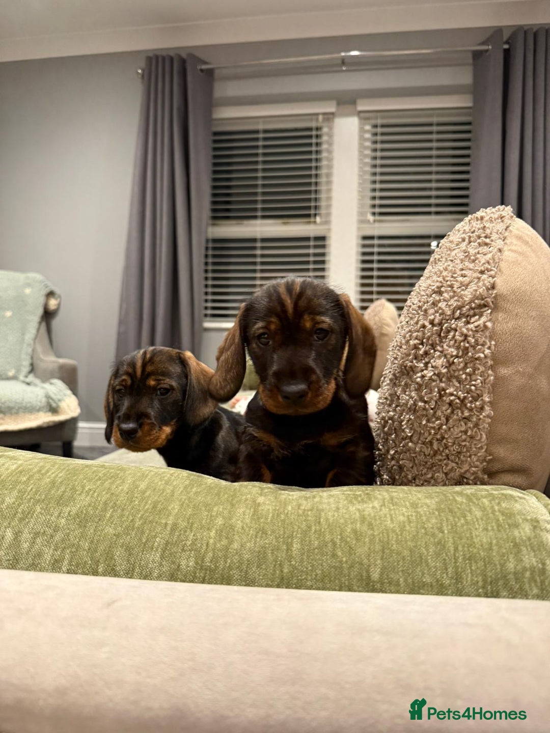 Dachshund dogs for sale: Dachshund puppies - Advert 8