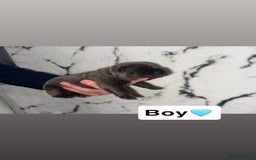 Chow Chow dogs for sale: Chow chow puppies - Image 6