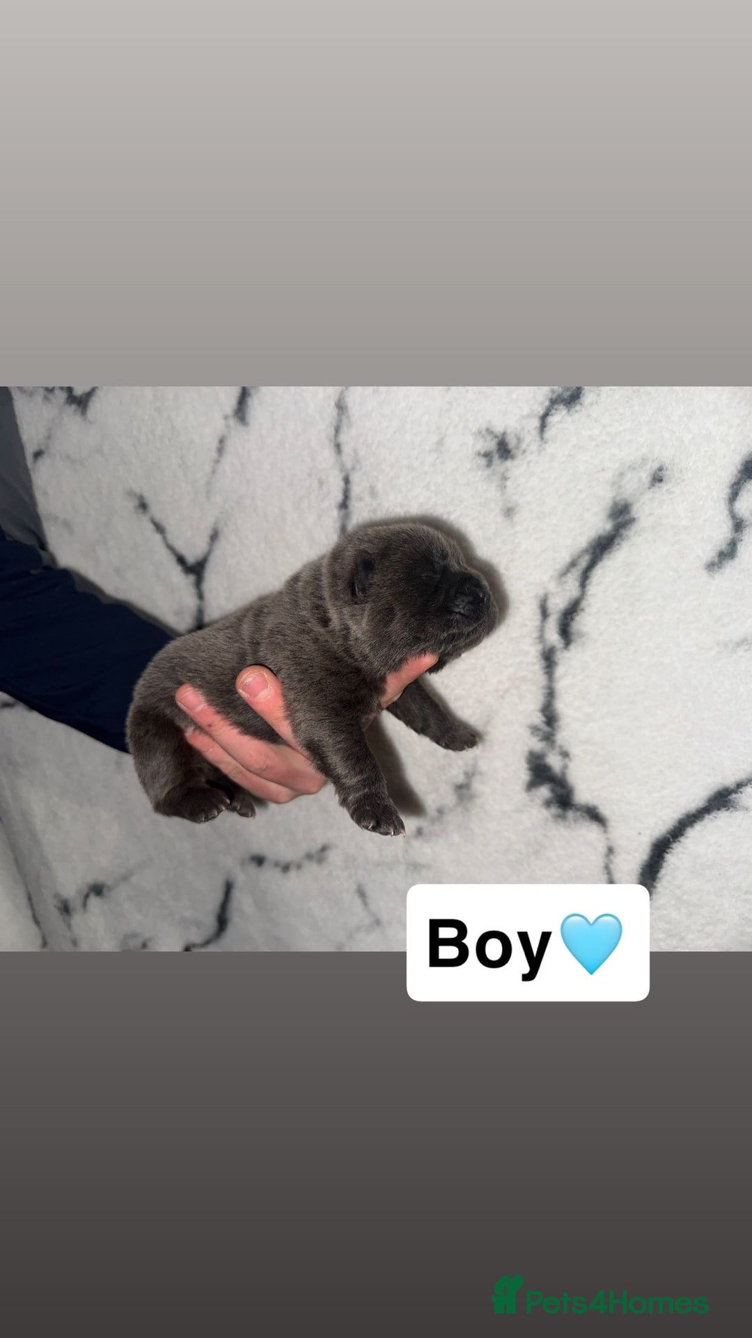 Chow Chow dogs for sale: Chow chow puppies - Image 6