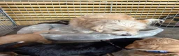 Jackapoo dogs for sale: 🐾 6 Beautiful Jackapoo Puppies 🐾  - Advert 6