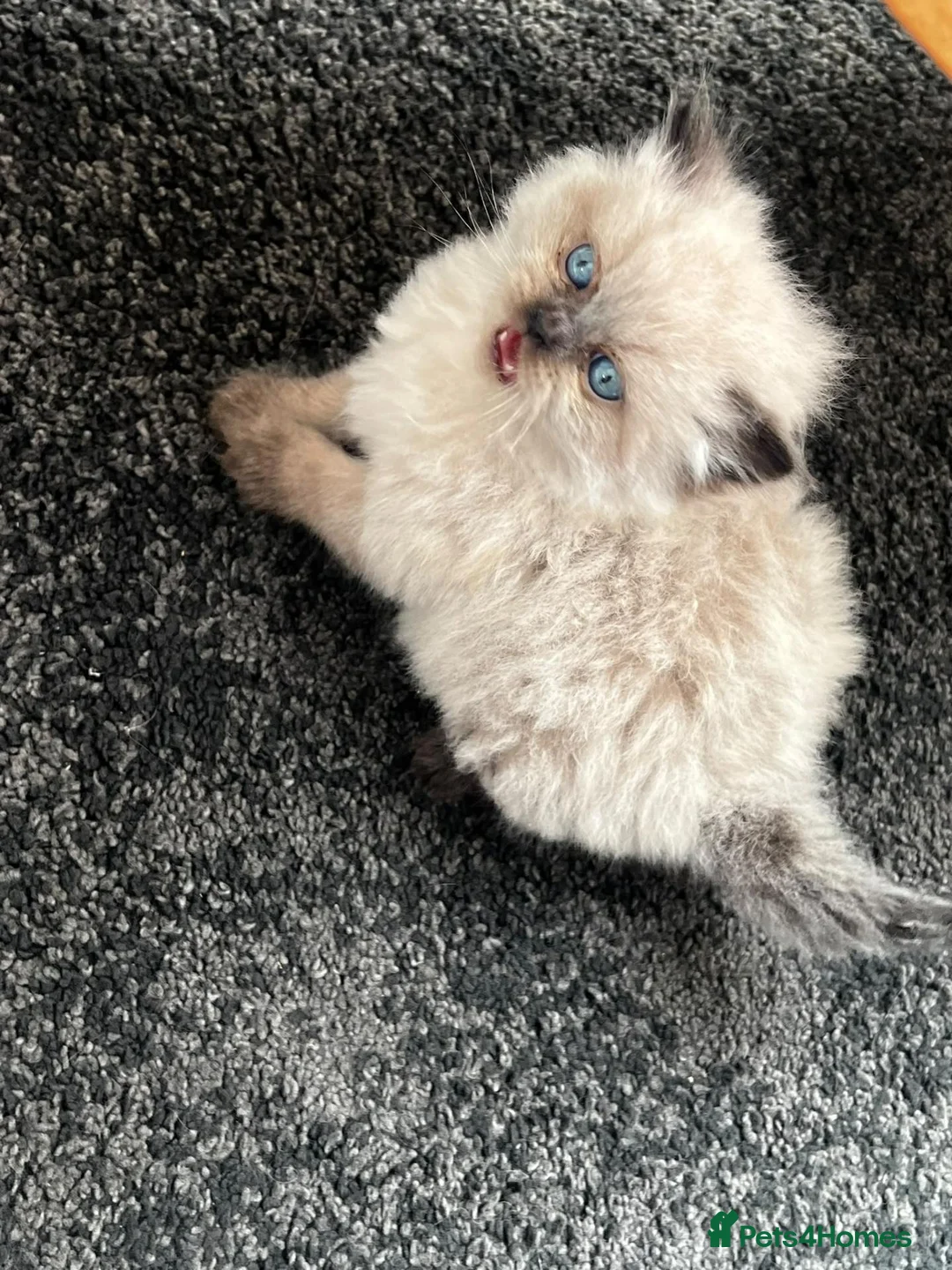 Persian cats for sale: Mrs H - Advert 2