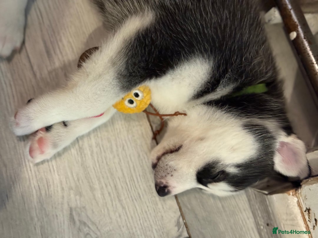Siberian Husky dogs for sale: Strong Chunky Siberian Husky puppy’s  - Image 22