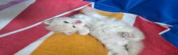 Maine Coon cats for sale: MAGICAL MAINE COON KITTENS - Advert 6