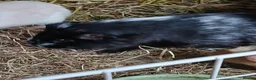 Guinea Pig rodents for sale: Bonded Boar Guinea Pigs for sale - Advert 2