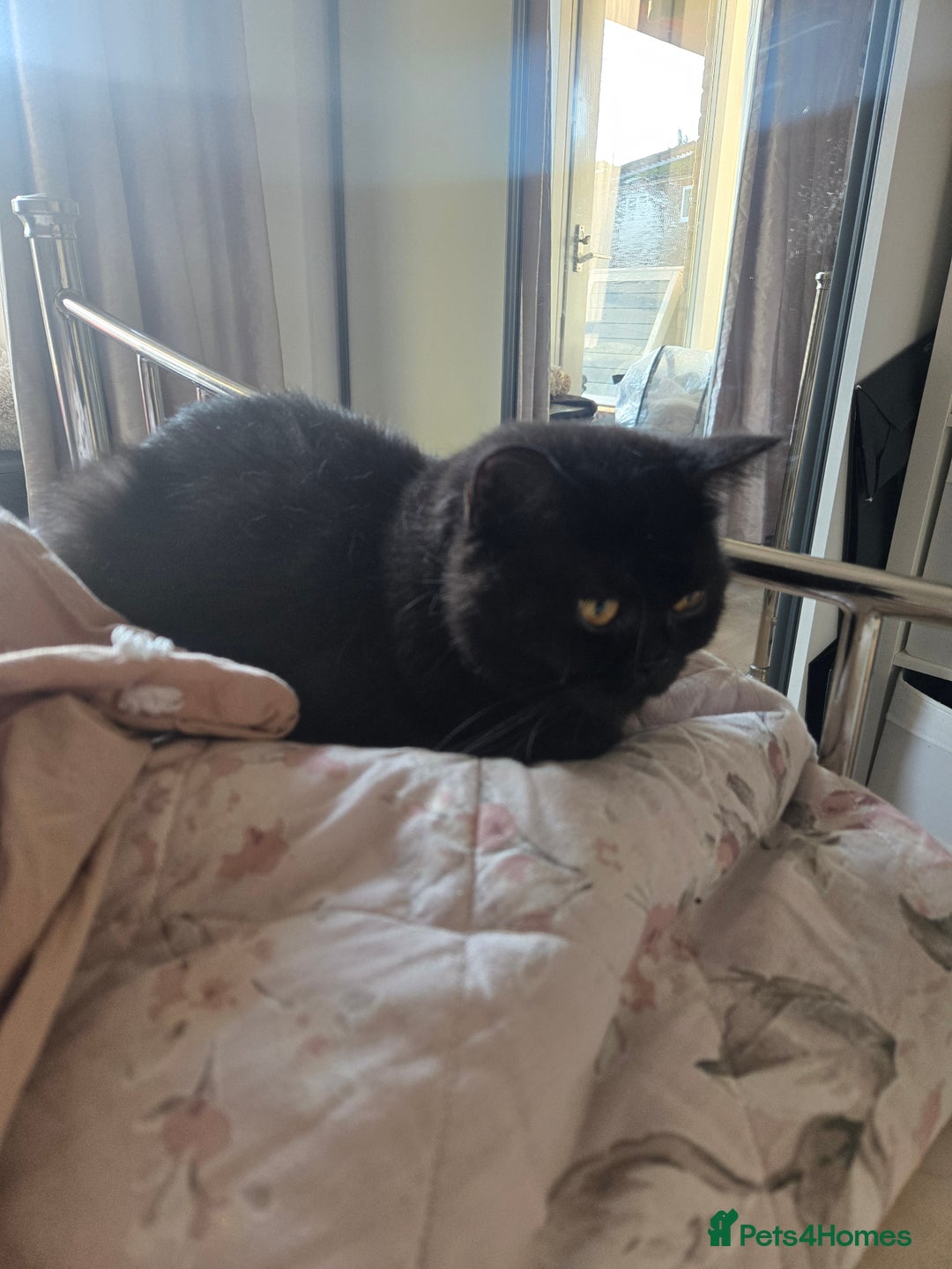 British Shorthair cats for sale: British Shorthair Black female - Advert 17