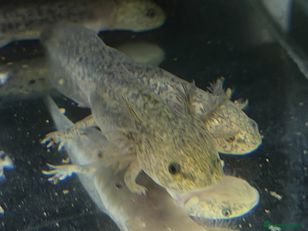 Axolotl reptiles for sale: Axolotl - Advert 16