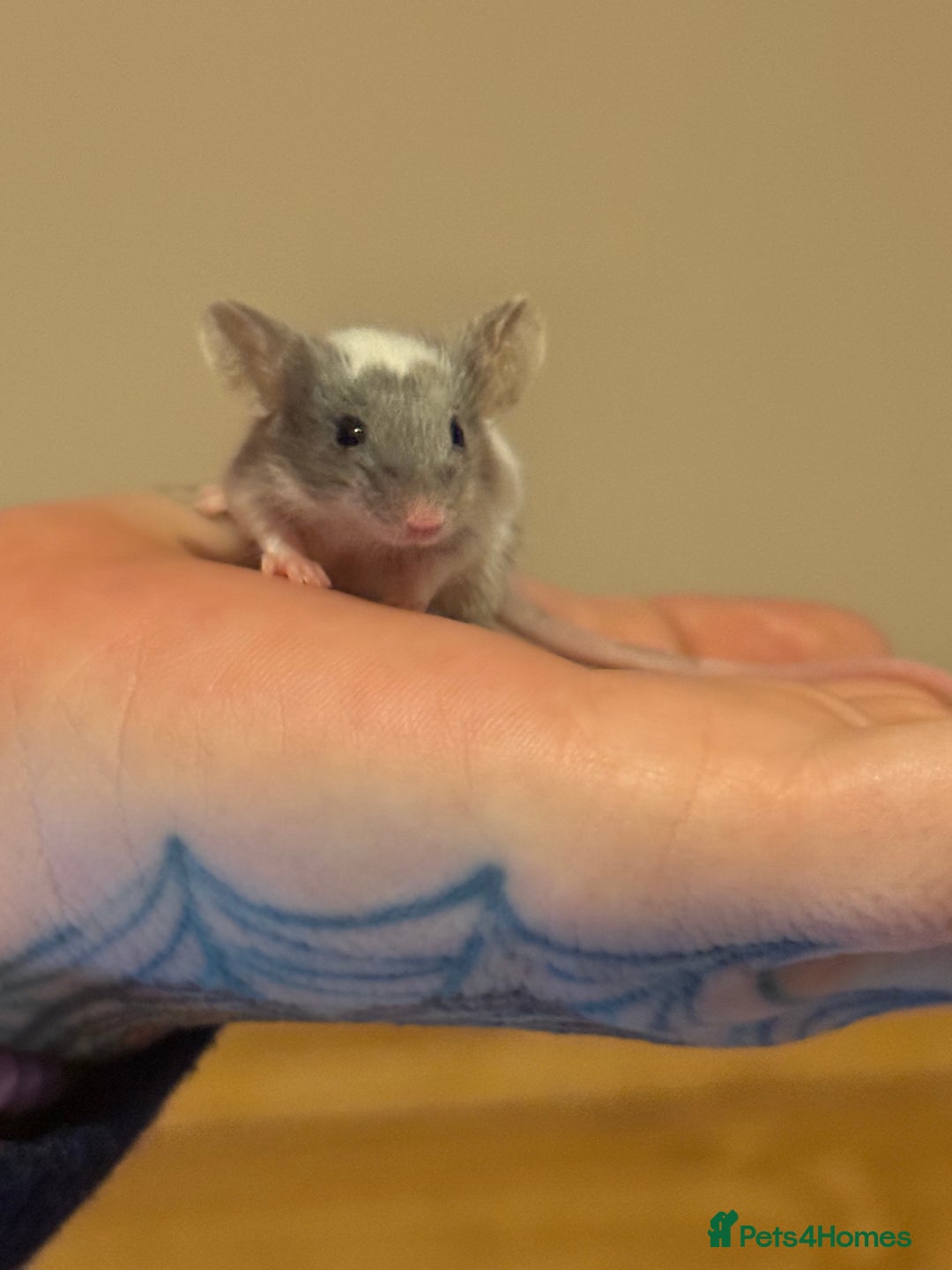 Mouse rodents for sale: Fancy mice lots of males and females available  - Advert 13