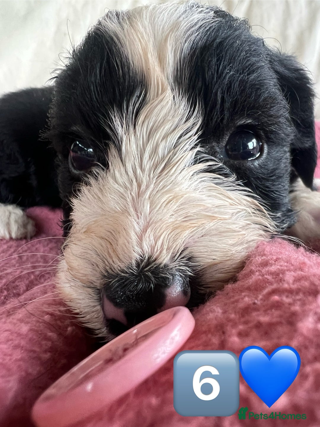 Bordoodle dogs for sale: Adorable Bordoodle (collie-poo) pups for sale  - Image 31