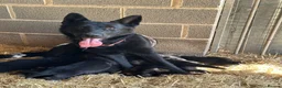 German Shepherd dogs for sale: STUNNING LITTER OF GERMAN SHEPHERD PUPPIES - Advert 10