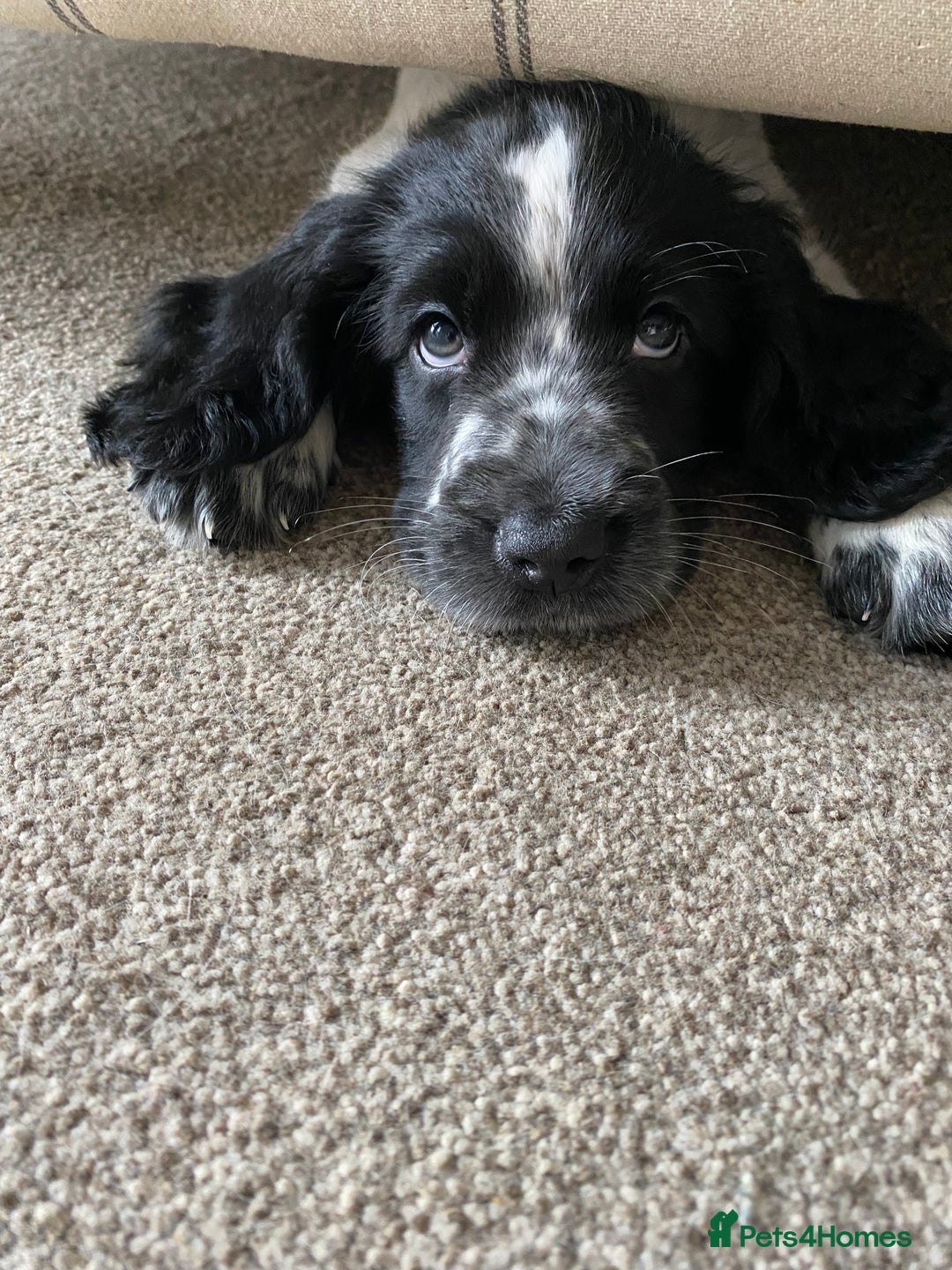 Sprocker dogs for sale: Sprocker spaniel  - Advert 5