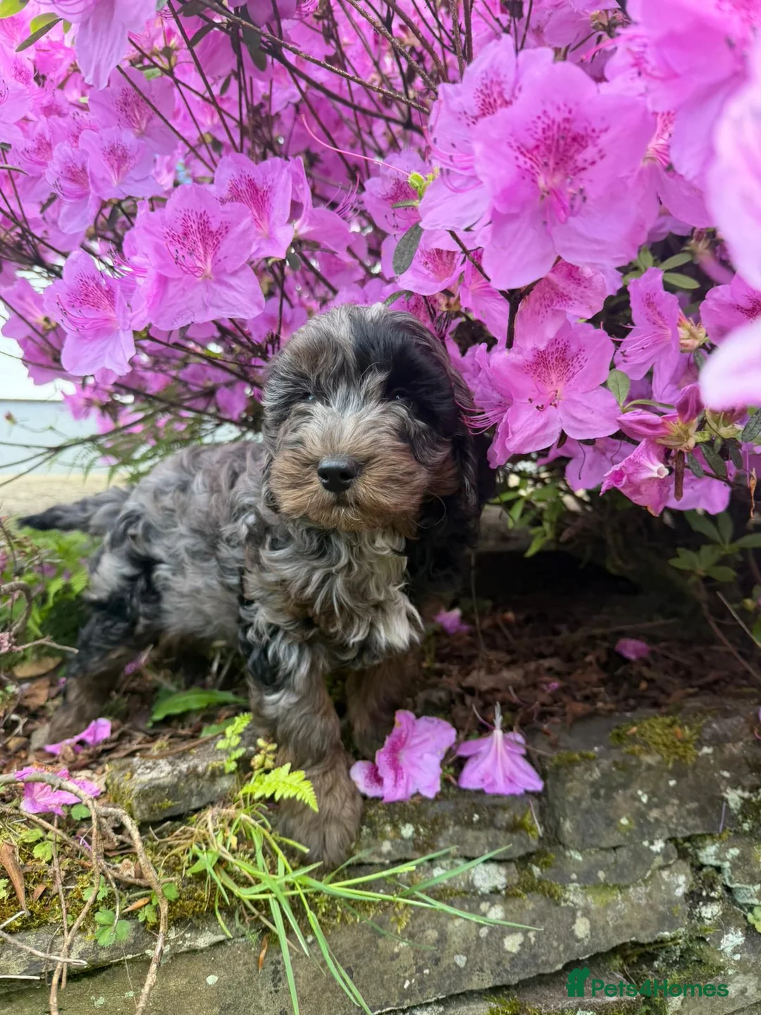 Cavapoo dogs for sale: F1B Cavapoo puppies 🐶 in Neath - Advert 1