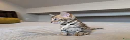 Bengal cats for sale: 🤍🤎🖤 GORGEOUS BENGAL KITTENS 🖤🤎🤍 - Advert 29