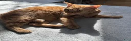 Arabian Mau cats for sale: 🐾 Boston – Beautiful 1-Year-Old Arabian Mau  - Advert 6