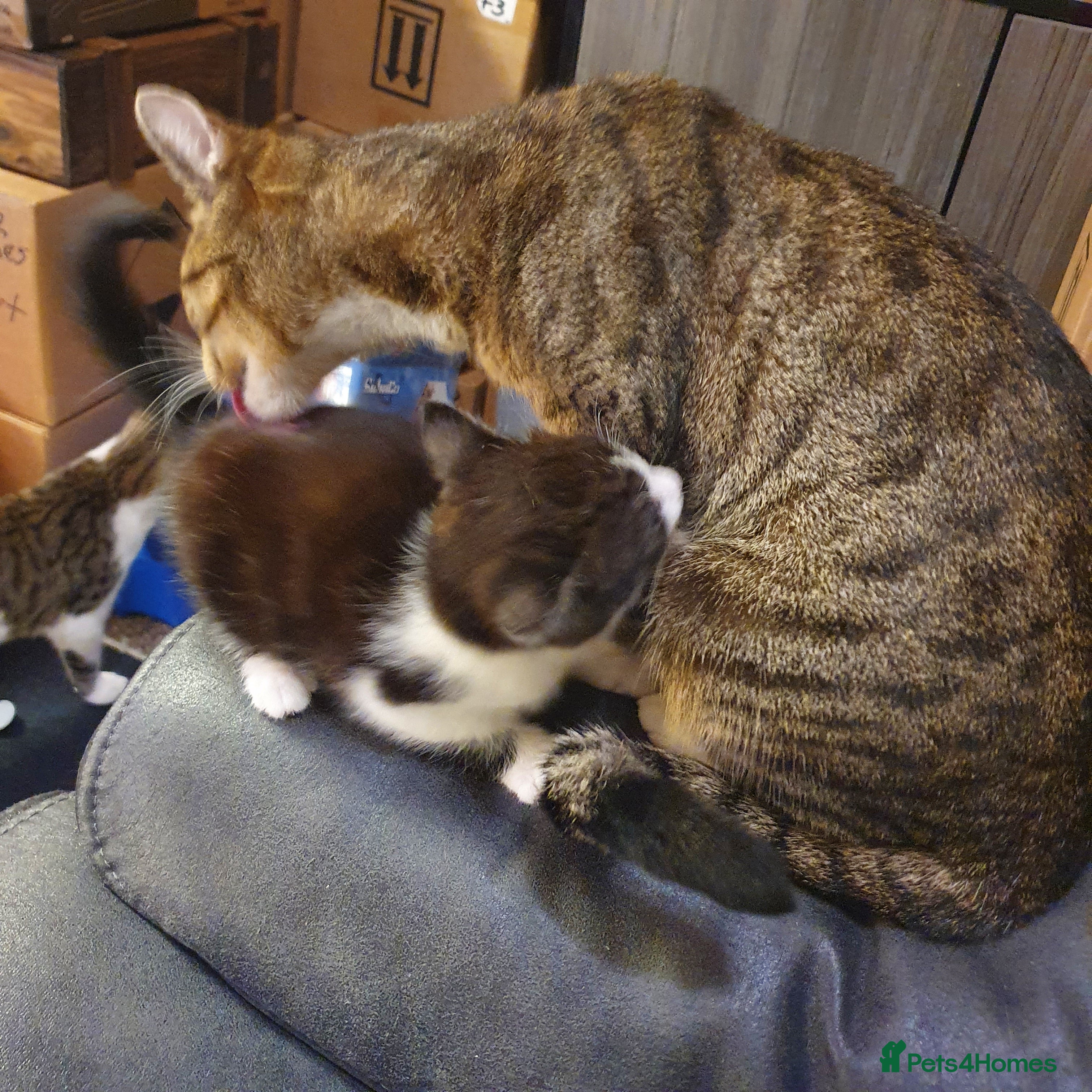 Mixed Breed cats for sale: Adorable Tabby Girl and Black & white Boy  - Advert 1
