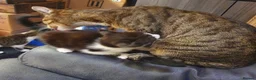 Mixed Breed cats for sale: Adorable Tabby Girl and Black & white Boy  - Advert 1