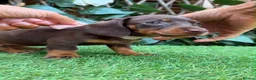 Miniature Dachshund dogs for sale: BEAUTIFUL TINY MINIATURE DASCHUNDS DAPPLE  - Advert 12