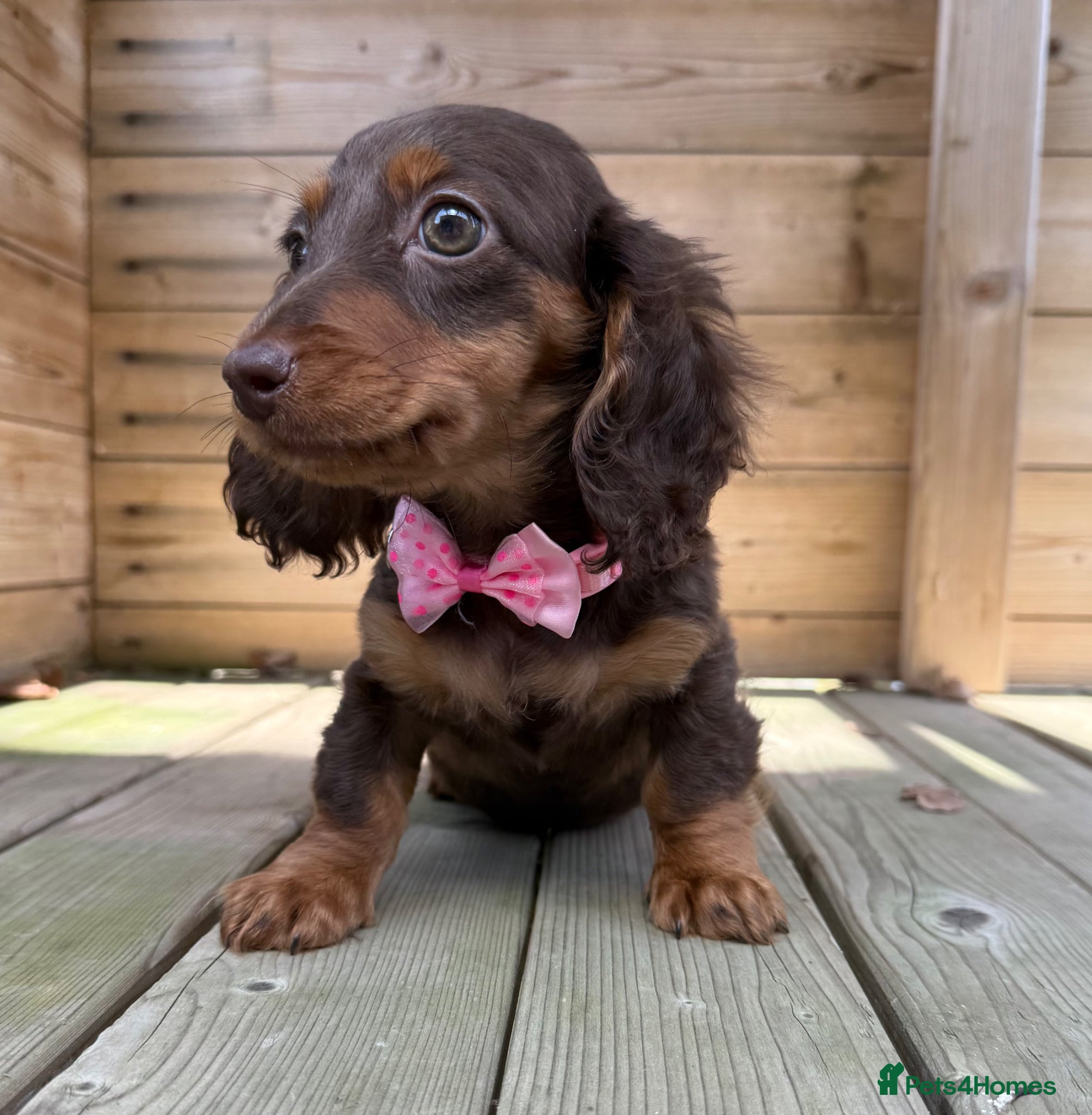 Miniature Dachshund dogs LongCoats Pups New Videos 5🌟 Reviews 5🌟 Licensed - Advert 7