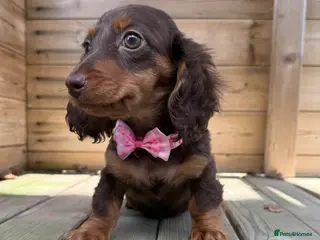 Miniature Dachshund dogs LongCoats Pups New Videos 5🌟 Reviews 5🌟 Licensed - Advert 7