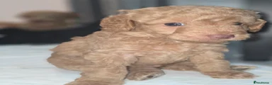 Teddy