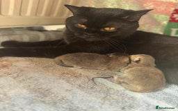 British Shorthair cats for sale: 💖 Stunning BSH kittens - ready for reservations💖 - Image 14