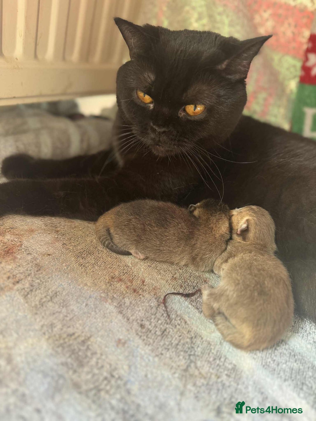 British Shorthair cats for sale: 💖 Stunning BSH kittens - ready for reservations💖 - Image 14