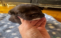Mixed Breed dogs for sale: Mini poodle cross Frow frow’s - Image 5