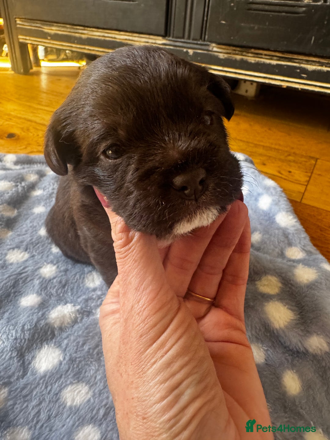 Mixed Breed dogs for sale: Mini poodle cross Frow frow’s - Image 5