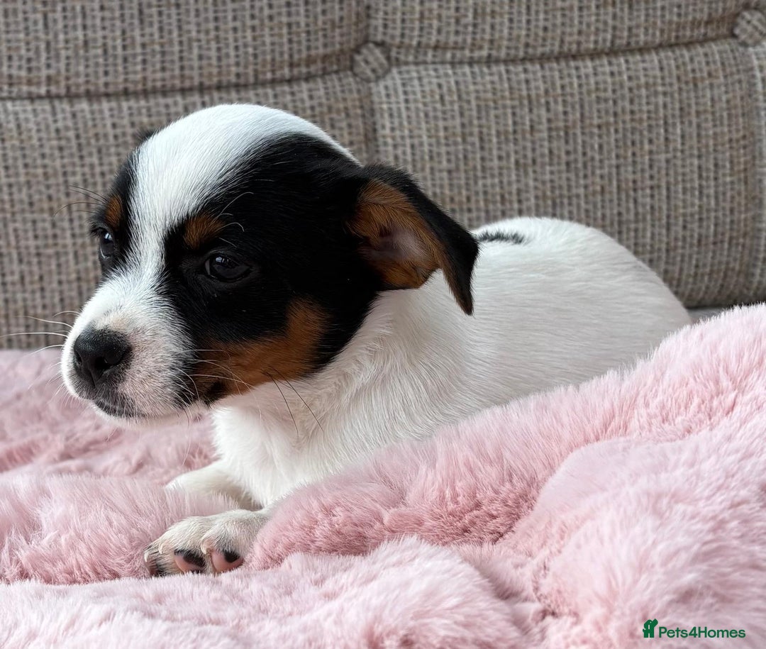 Jack Russell dogs for sale: Traditional Miniature Jack Russell Puppies! - Advert 15