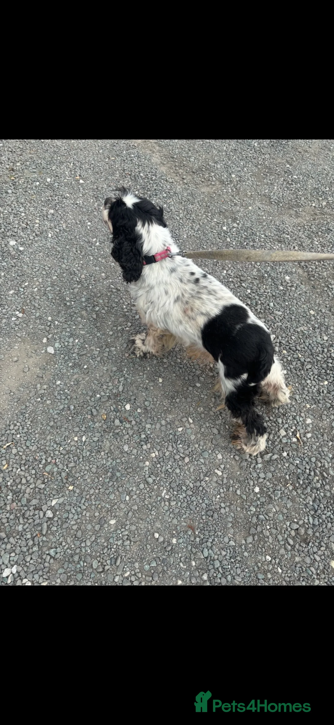 American Cocker Spaniel dogs for sale: American cocker spaniel for sale  - Advert 2