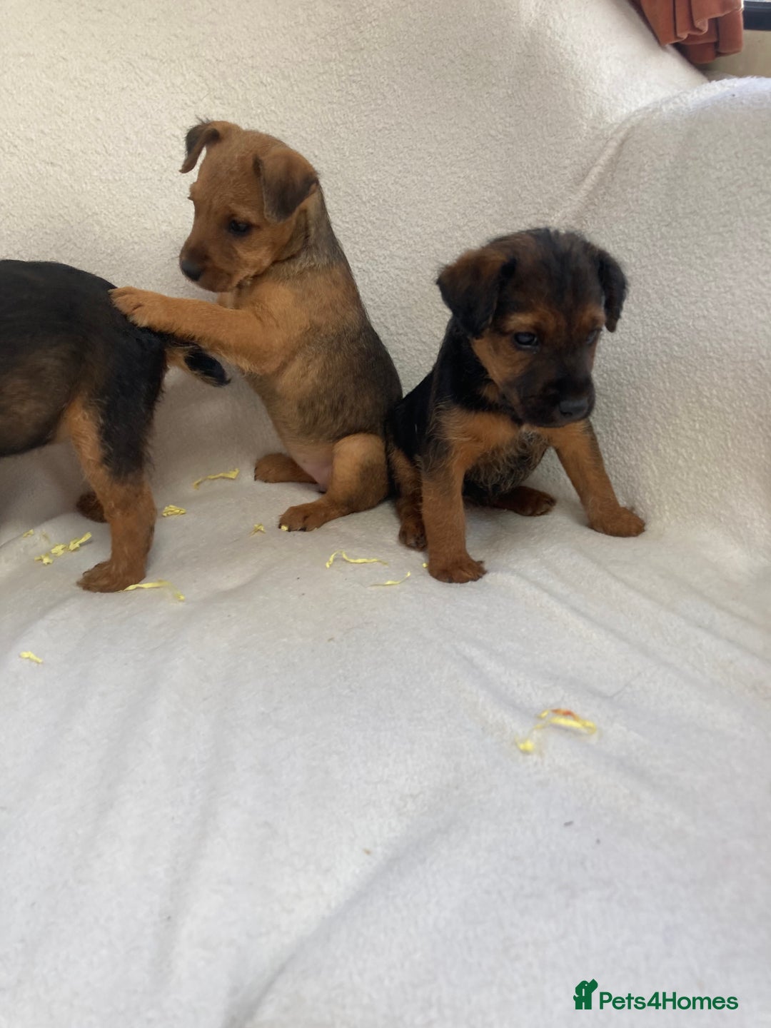 Lakeland Terrier dogs for sale: Lakeland terrier  - Image 17