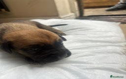 Mixed Breed dogs for sale: Doberman x cane corso  - Image 10