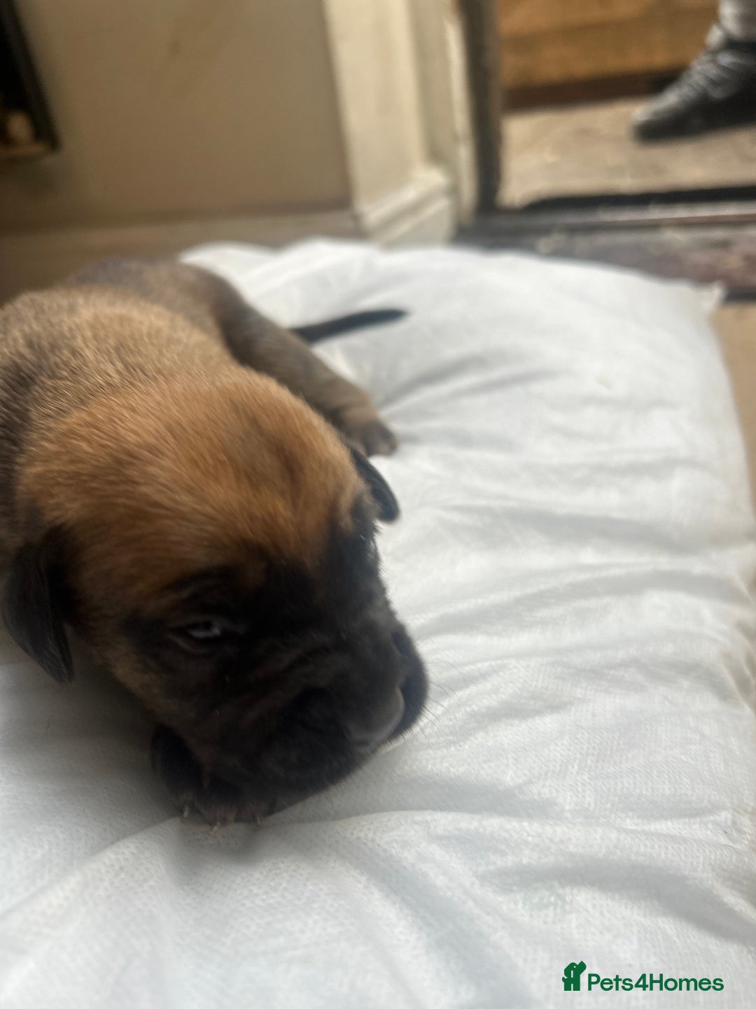 Mixed Breed dogs for sale: Doberman x cane corso  - Image 10