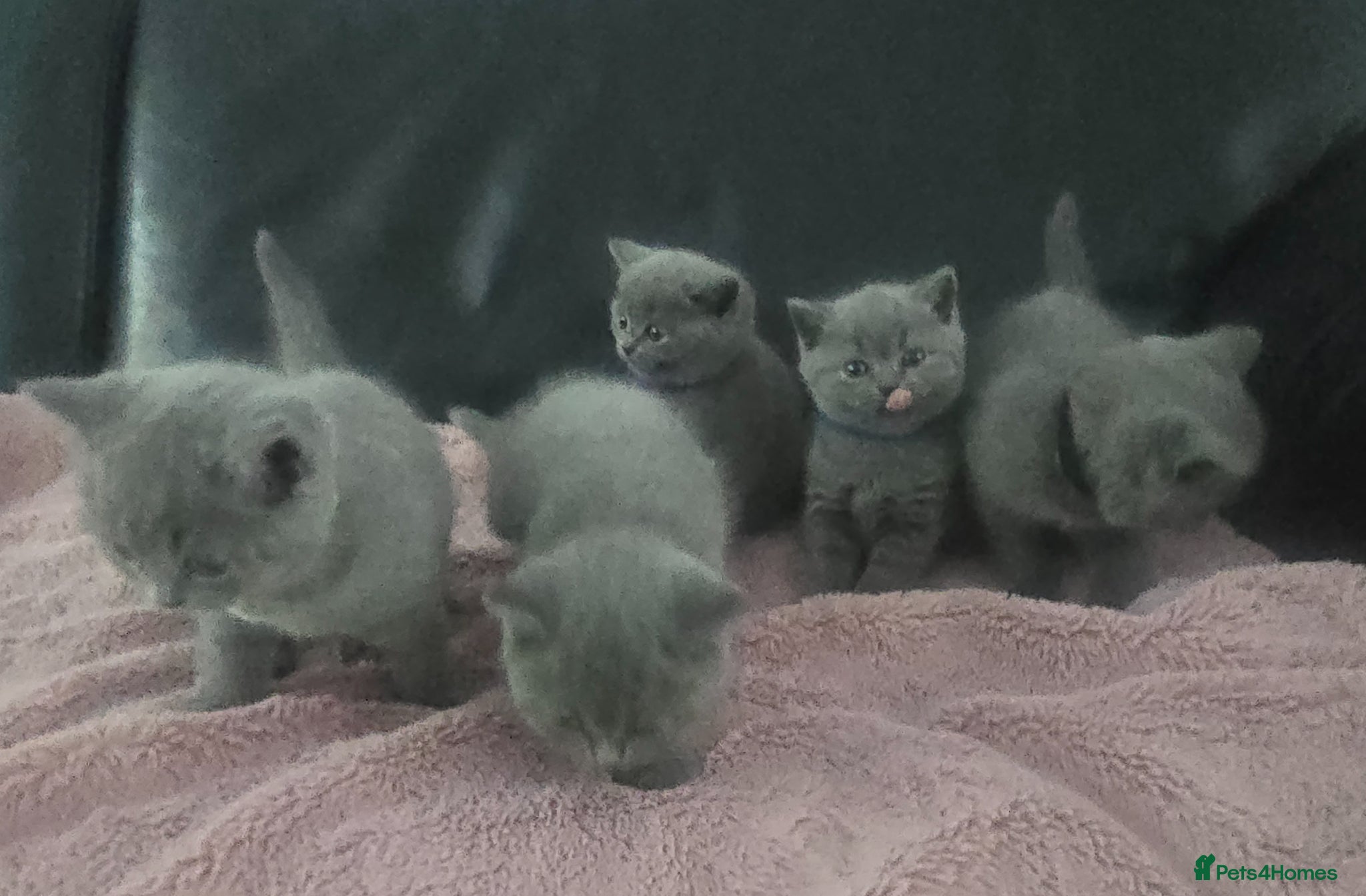 British Shorthair cats for sale: 5 British cats available - Advert 1