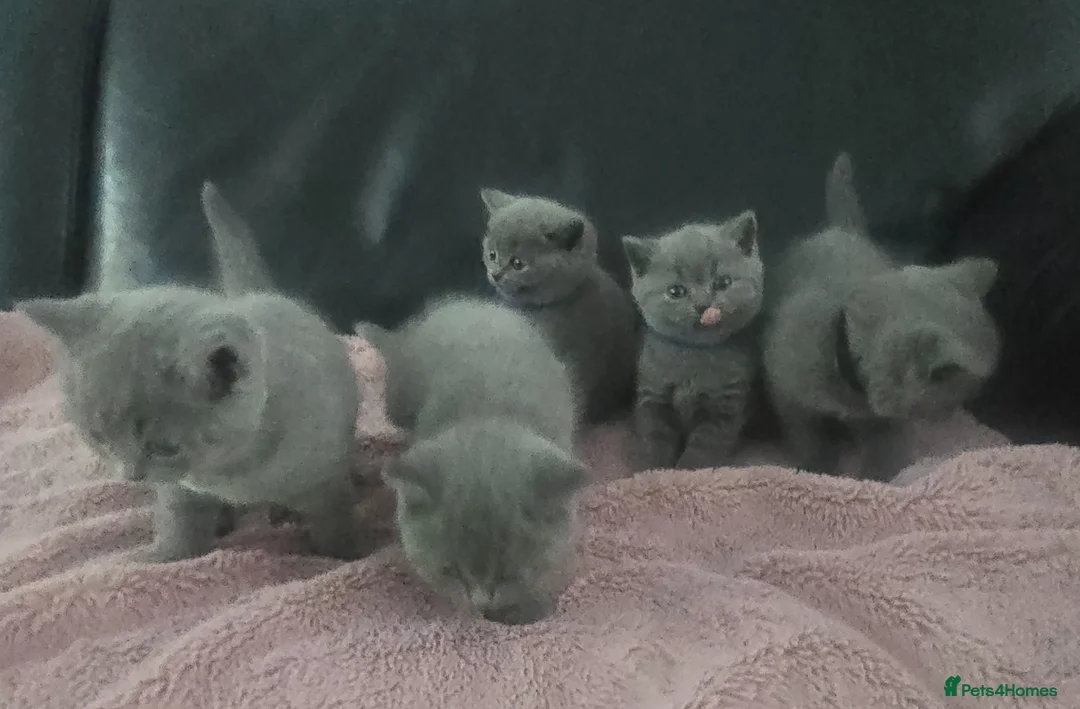 British Shorthair cats for sale: 5 British cats available - Advert 1