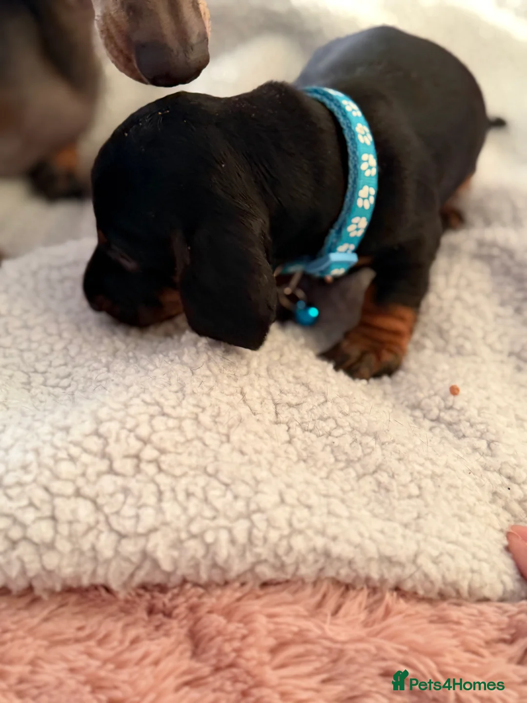 Dachshund dogs for sale: Dachshund  - Advert 3