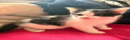 Mixed Breed cats for sale: 3 lovely kittens  - Advert 9