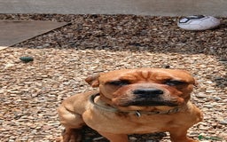 Mixed Breed dogs for sale: Mastiff X rottweiler  - Image 6