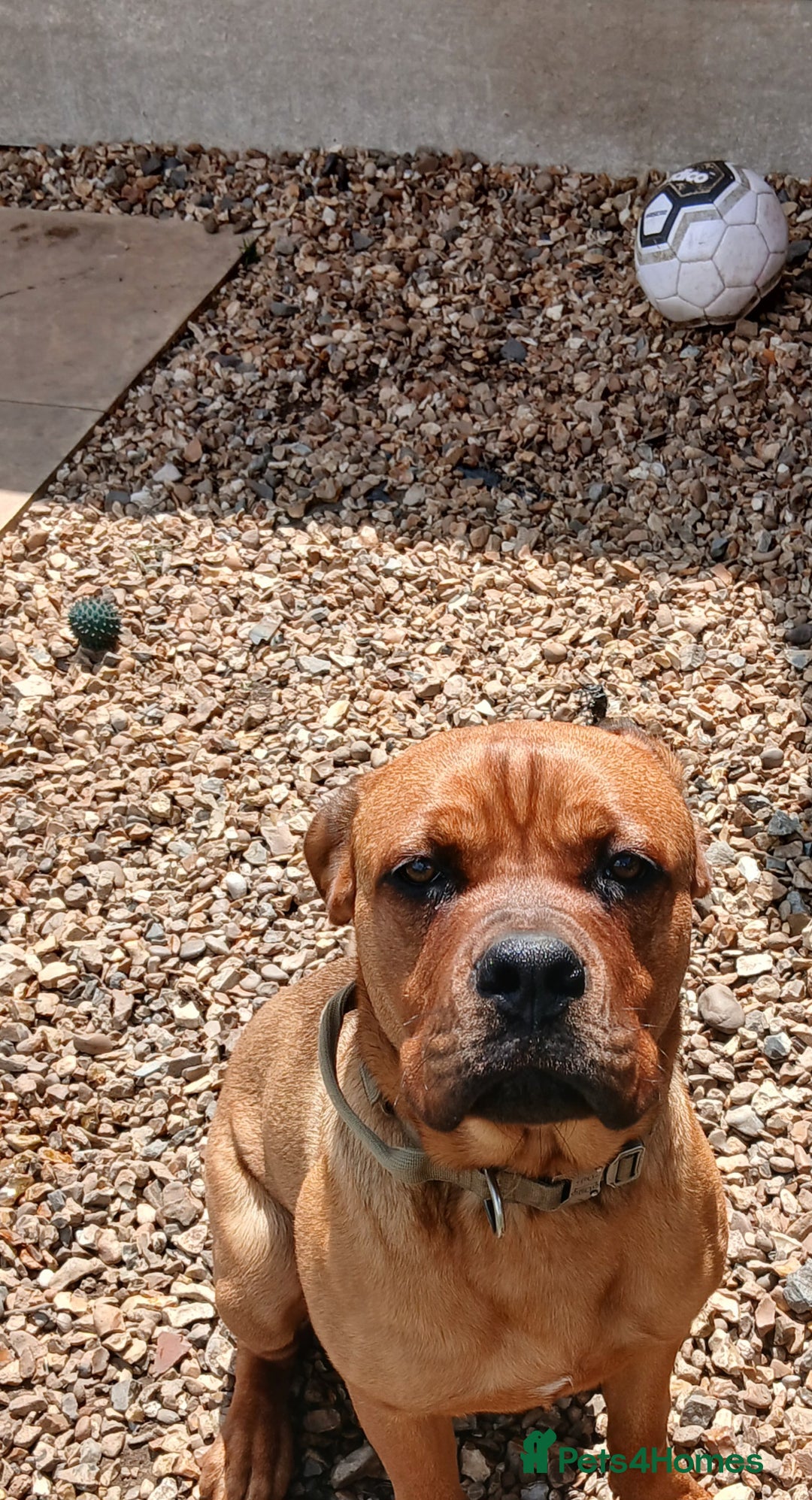 Mixed Breed dogs for sale: Mastiff X rottweiler  - Image 6