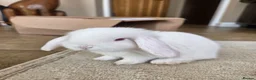 French Lop rabbits for sale: Beautiful baby French Lop bucks in Stone - Advert 5