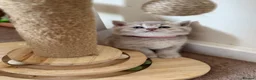 British Shorthair cats for sale: Loving Home-Raised British Shorthair Kittens - Advert 12