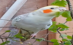 Cockatiels birds for sale: Male Hand Reared Cockatiel + Large Cage + Supplies - Image 6