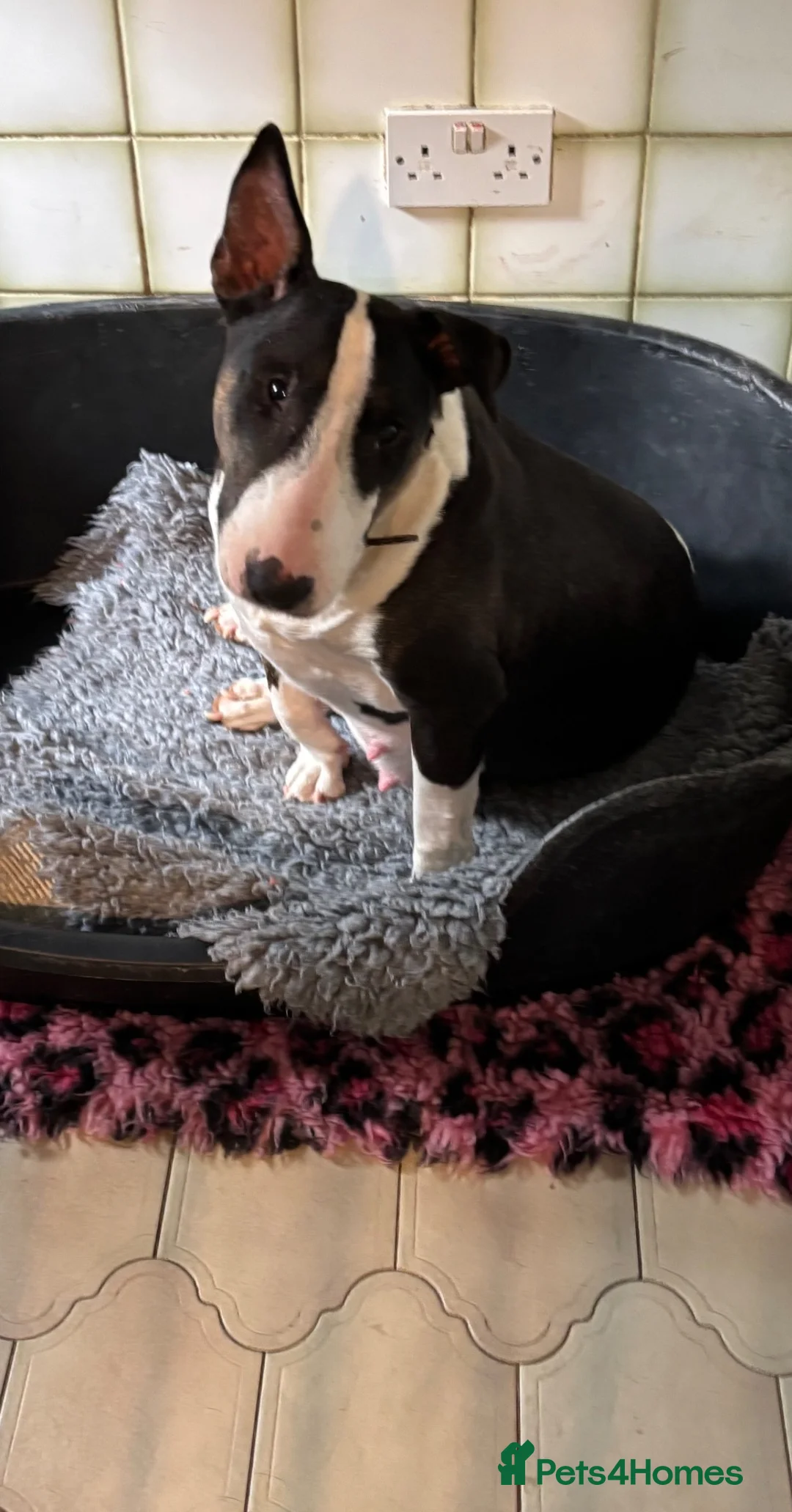 Bull Terrier dogs for sale:  🇬🇧 BULLYVIEW BULL TERRIERS🇬🇧 in Wickford - Advert 6