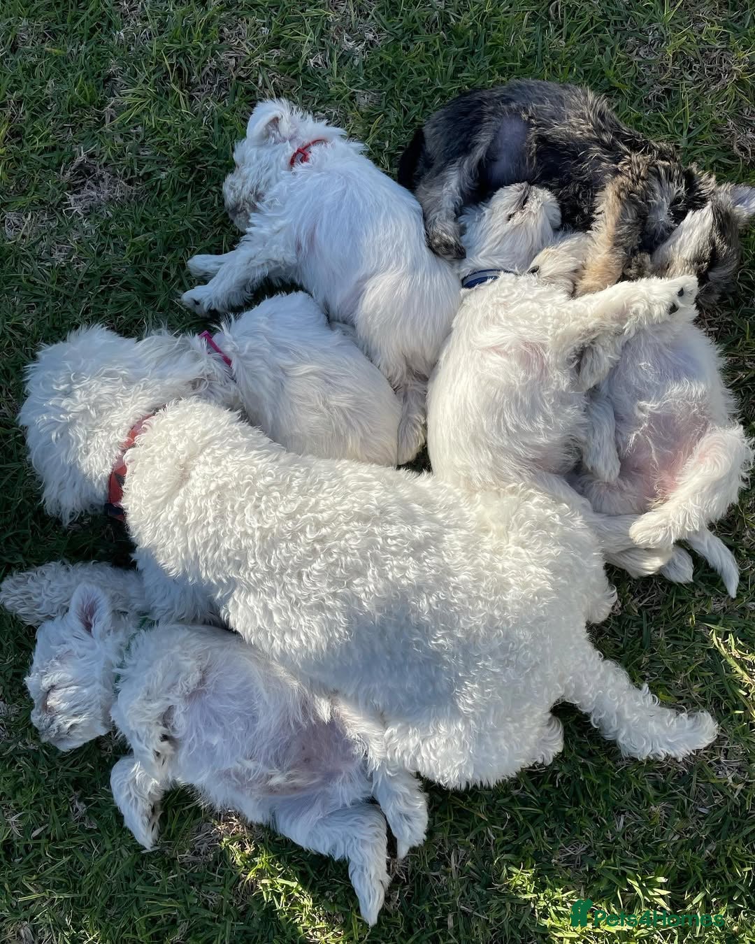 Miniature Schnauzer dogs for sale: Miniature Schnauzer Puppies Available 🐾 - Advert 1