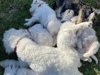 Miniature Schnauzer dogs Miniature Schnauzer Puppies Available 🐾 - Advert 1