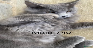 Maine Coon cats GCCF registered Maine Coons - Advert 2