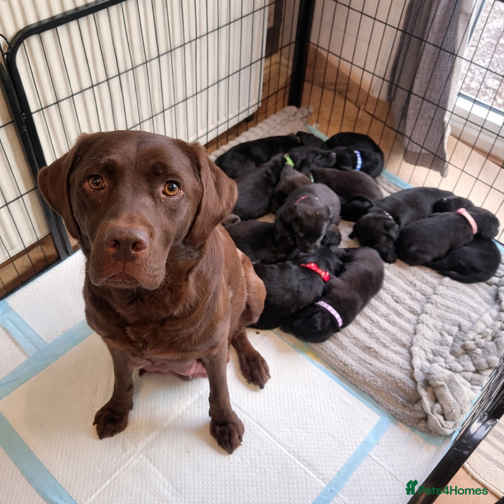 Labrador Retriever dogs KC BLACK LARBRADOR PUPPIES - Advert 4